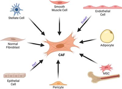 CAFs Interacting With TAMs in Tumor Microenvironment to Enhance Tumorigenesis and Immune Evasion